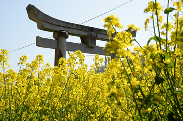 妻垣神社　菜の花