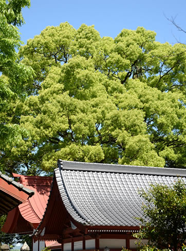 妻垣神社 御神木