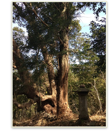 妻垣神社　境内間伐作業